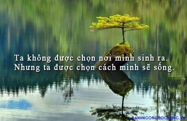 soi cầu Quảng Trị