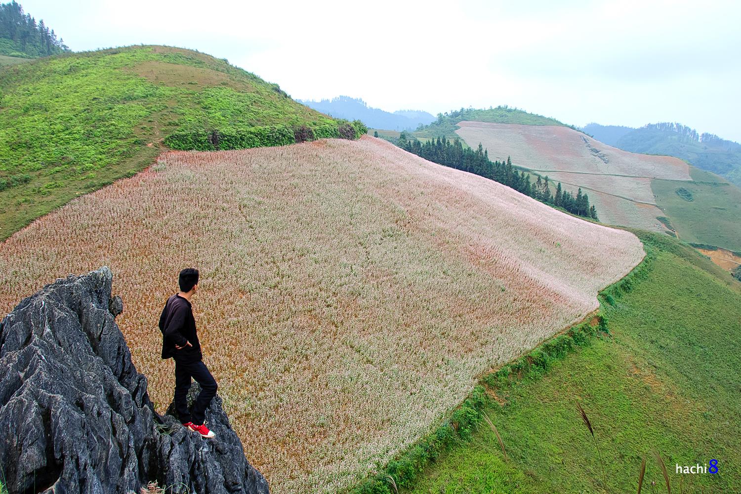 soi cầu Gia Lai