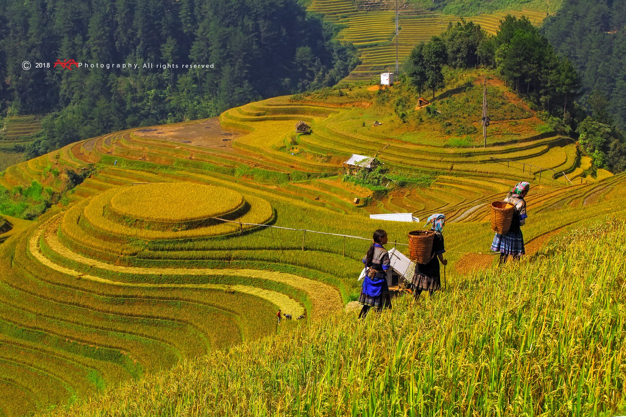 soi cầu Cà Mau